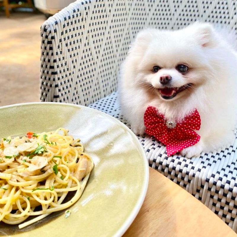 Canopy Garden Dining HortPark - Dog-Friendly Cafes in Singapore