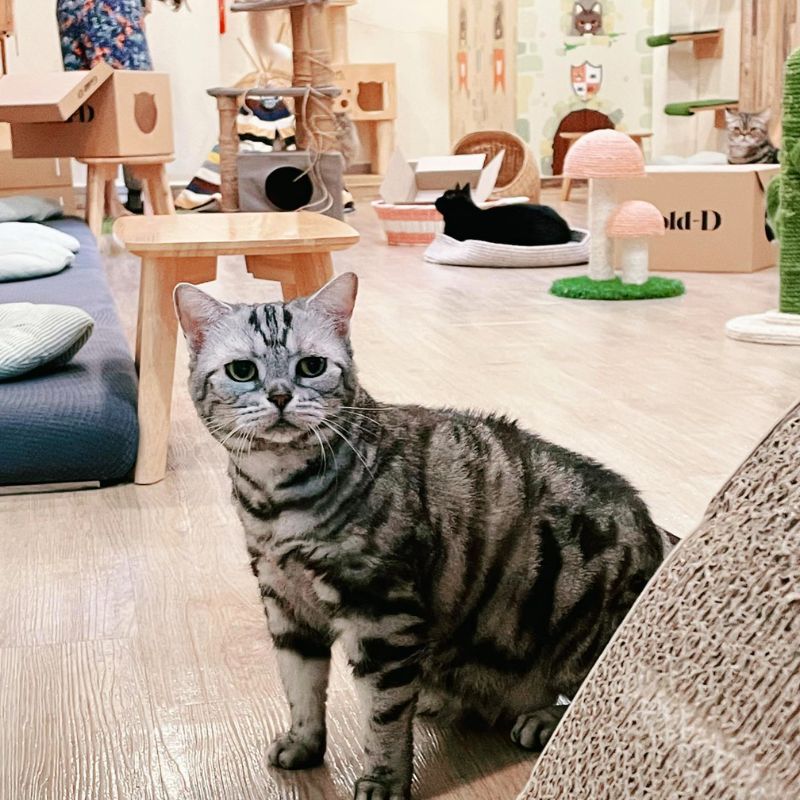 Meomi Cat Cafe - Cat Cafes in Singapore
