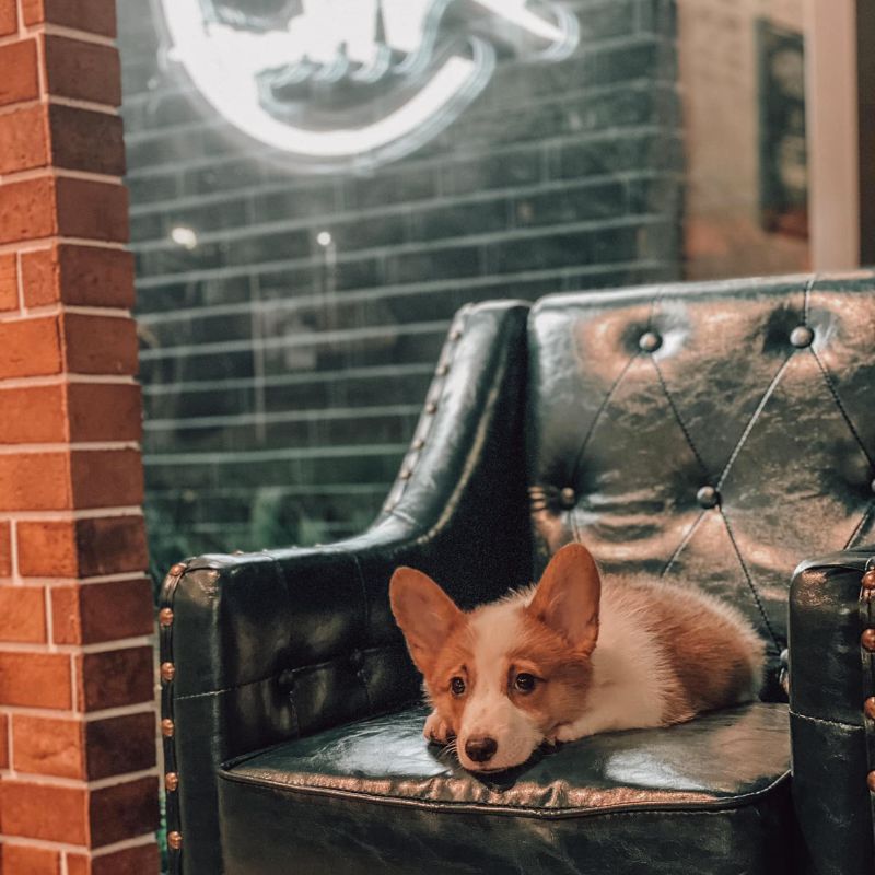 The Urban Hideout - Dog-Friendly Cafes in Singapore