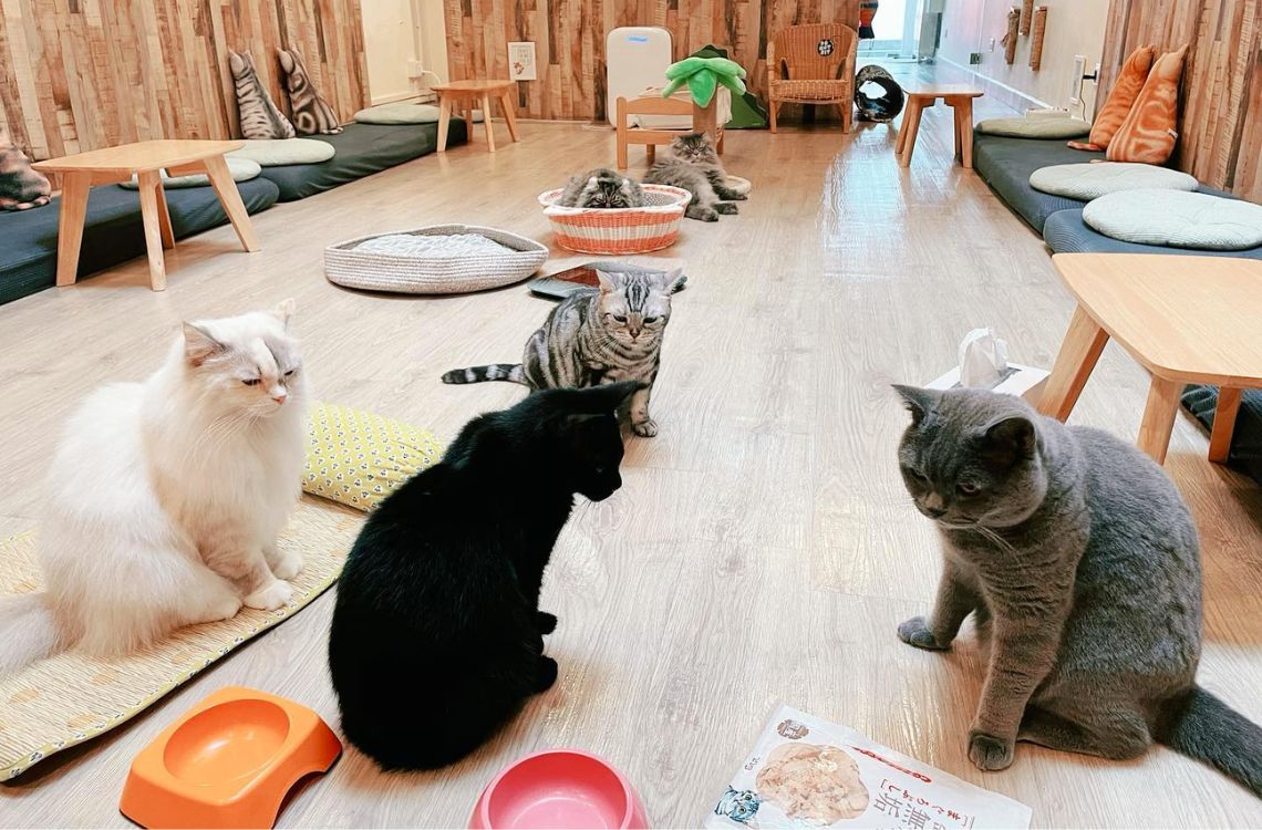 5-fun-cat-cafes-in-singapore-for-coffee-and-cute-kitties-honeycombers