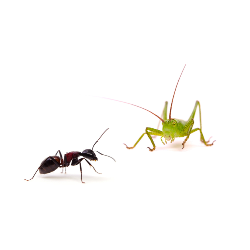 Ant and Grasshoper