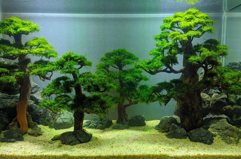 Creating Underwater Gardens with Aquascape