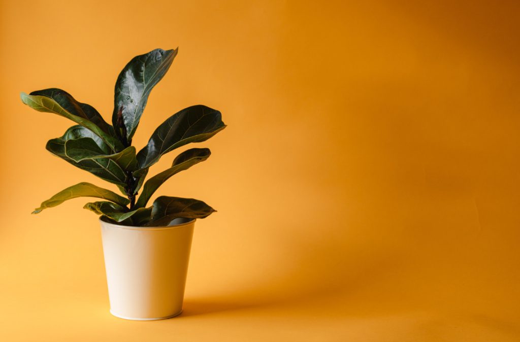 Indoor Plants