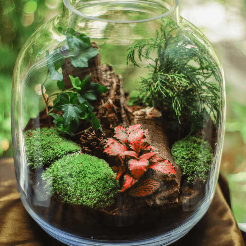 Terrarium