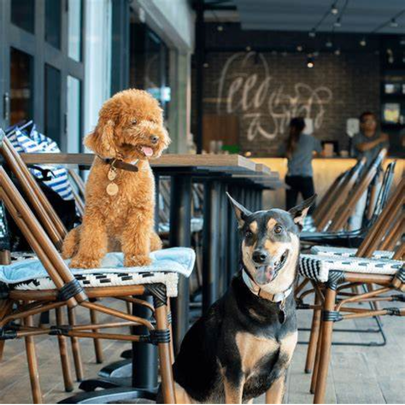 Cafe for Pets and Pet Owners